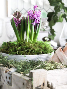 Aged terra cotta pot sittign in an old wooden crate on a dining room table during Eastesr. The pot is filled with moss and a purple hyacinth.