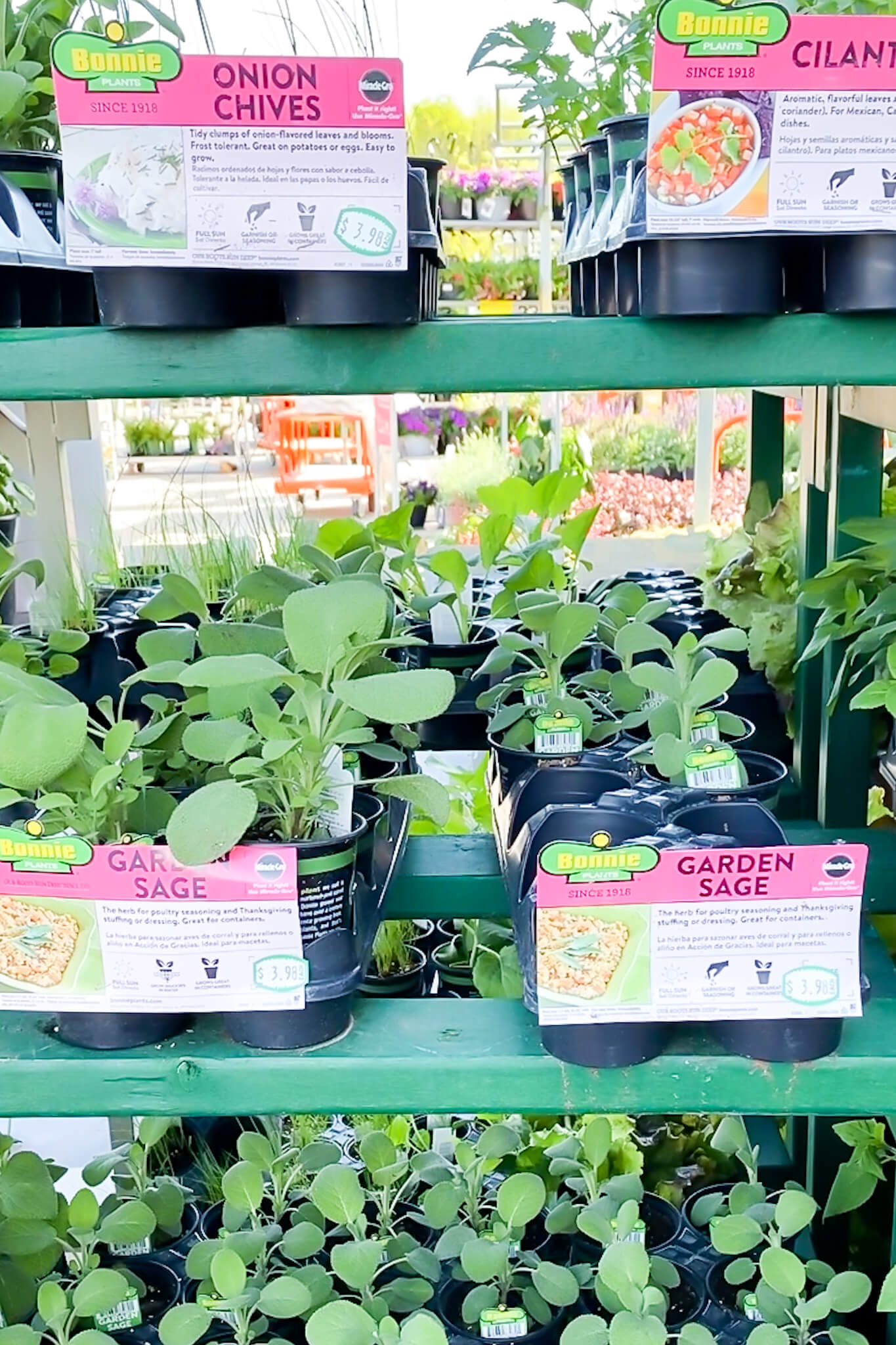 How To Start A Patio Container Herb Garden - Midwest Life and Style Blog