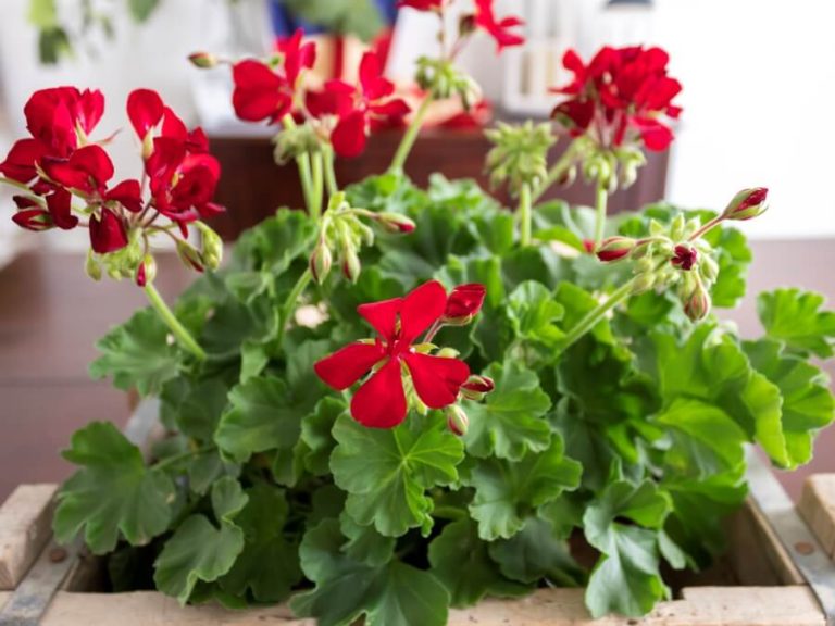 Beautiful and Simple Patriotic Centerpiece with Red Geraniums - Midwest ...
