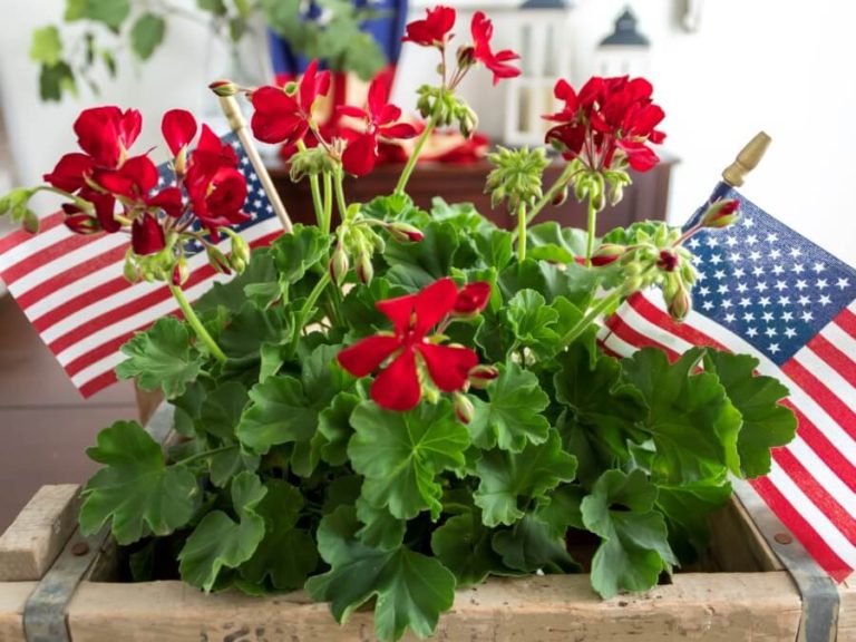 Beautiful and Simple Patriotic Centerpiece with Red Geraniums - Midwest ...