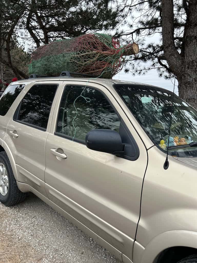 Christmas tree tied to the top of an SUV
