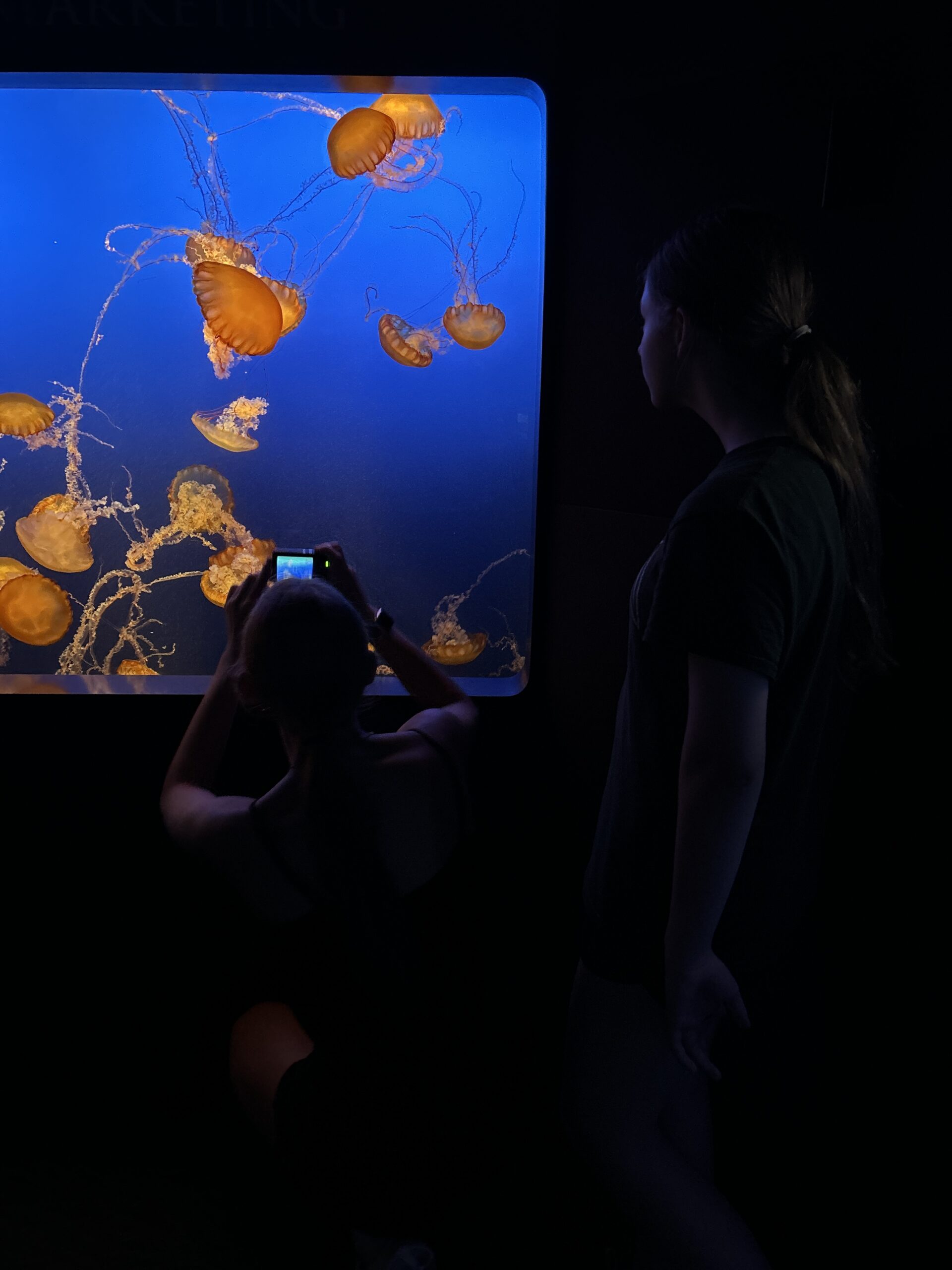 Two girls watching colorful jellyfish swim inside an aquarium exhibit.