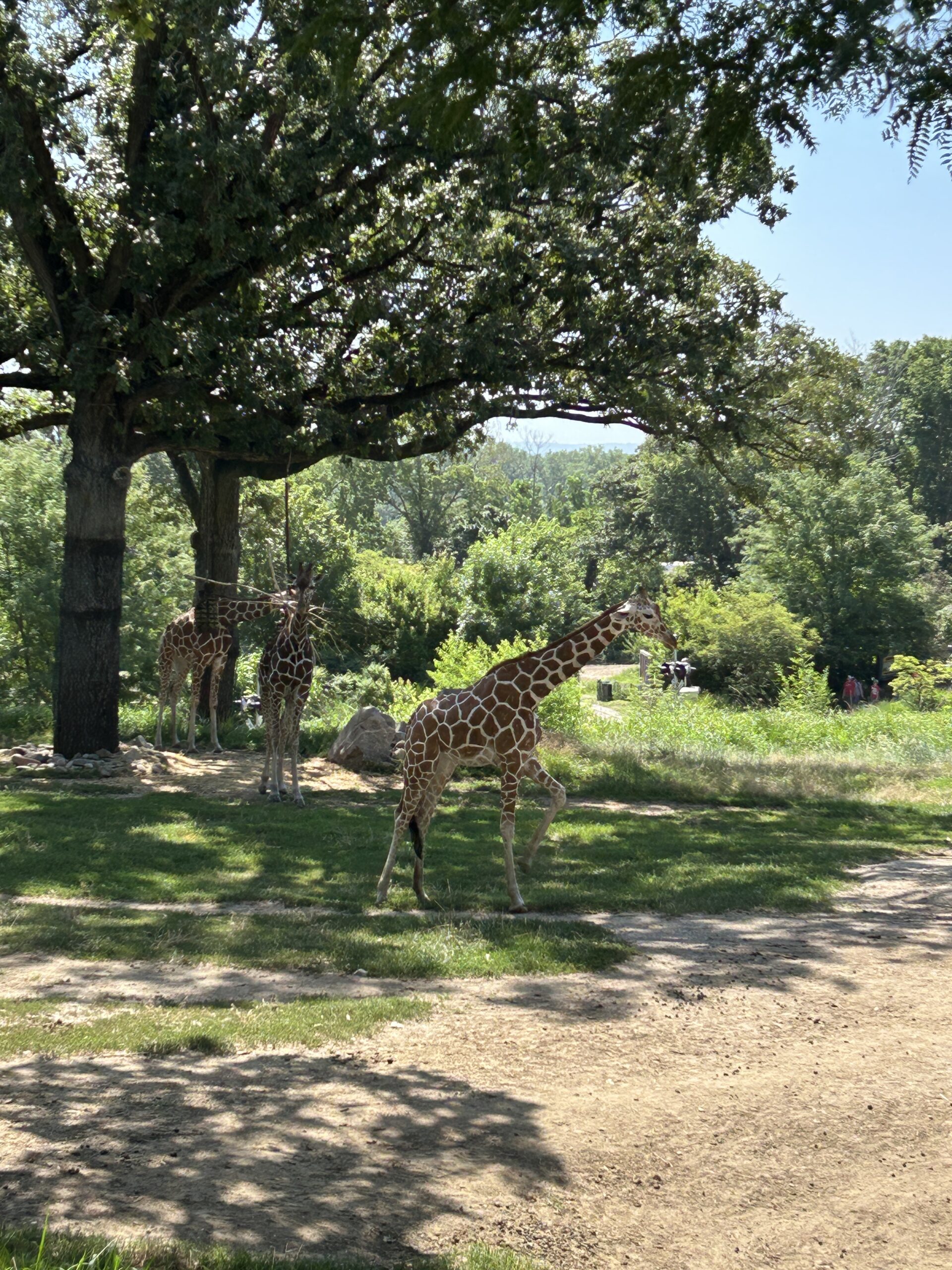 Giraffes grazing together in the African habitat at the Henry Doorly Zoo.