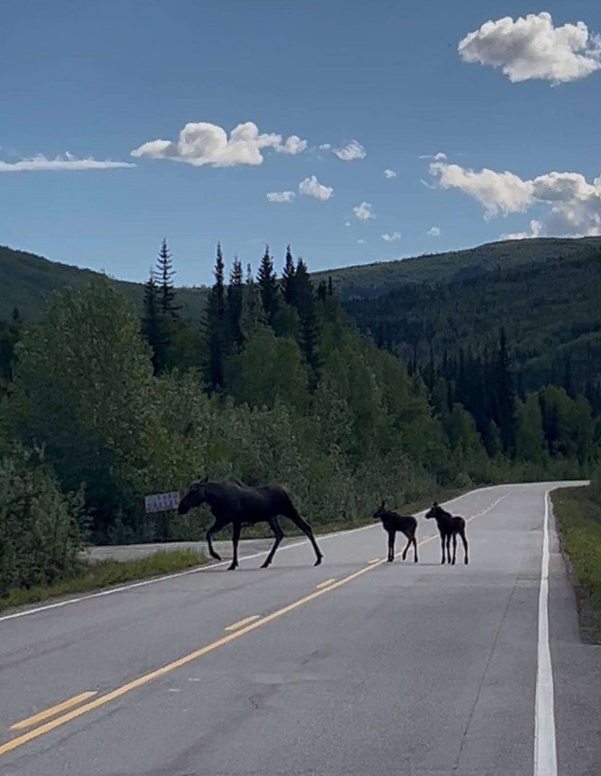 A cow moose and her two calves cross a scenic road surrounded by forested hills in Alaska.