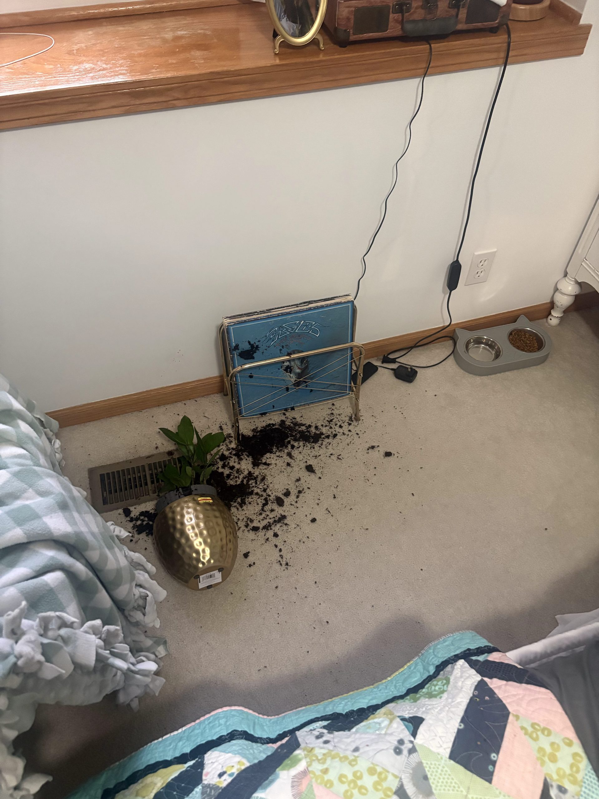 a plant in a gold pot knocked on the floor with dirt all over the carpet