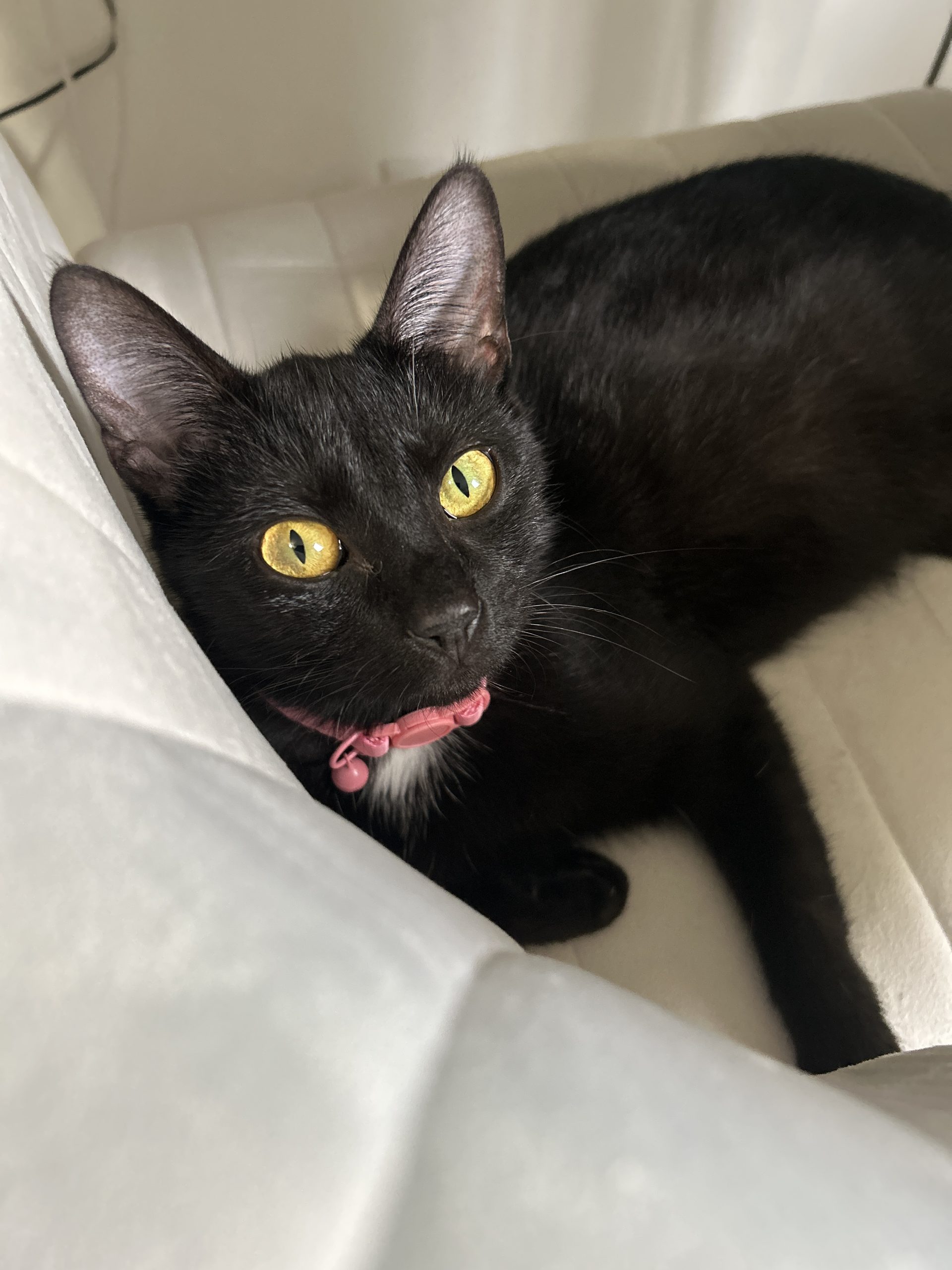 Black cat with bright yellow eyes wearing a pink collar and relaxing on a white chair.