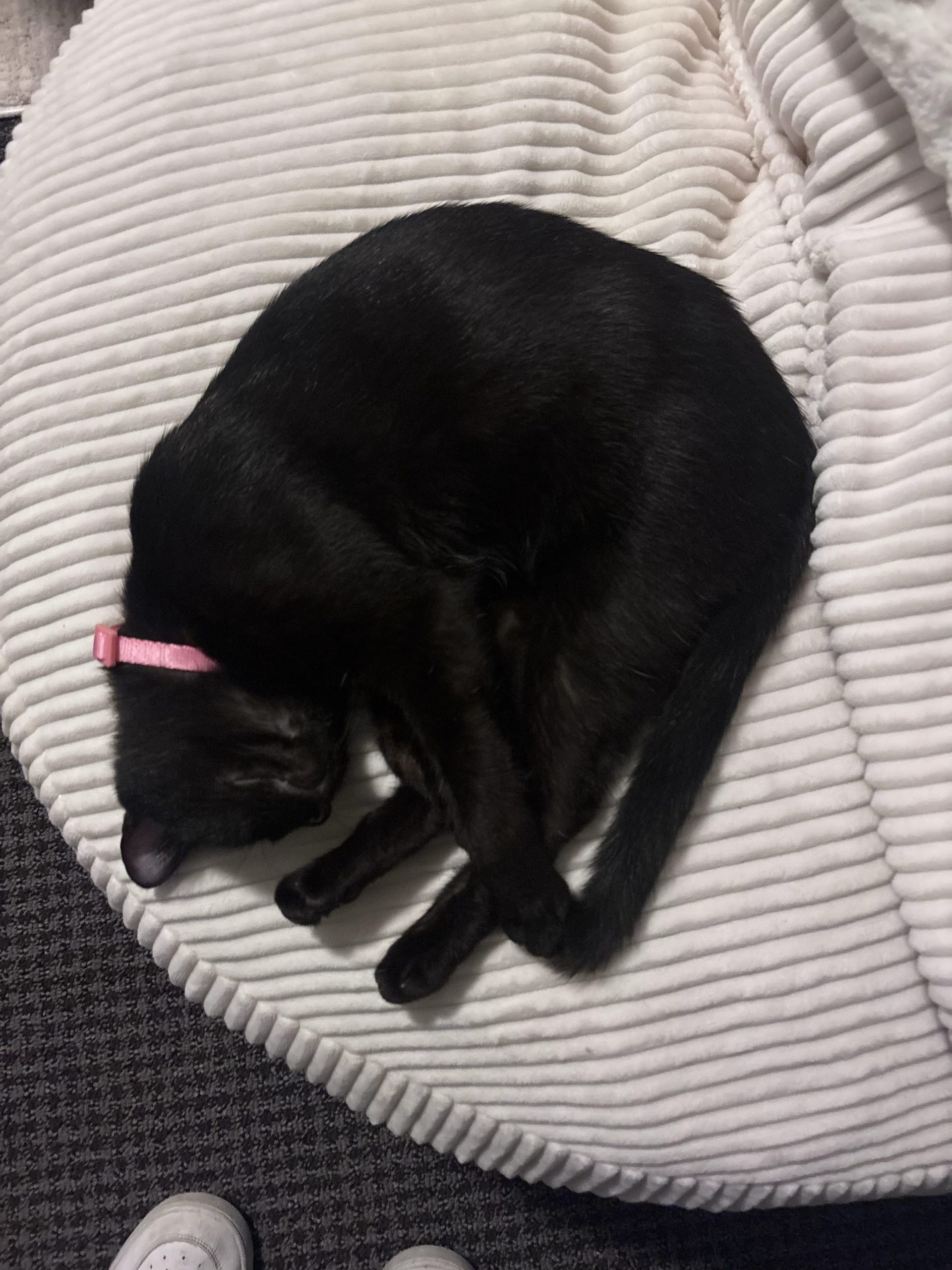 Black cat wearing a pink collar curled up asleep in a white corduroy bean bag.