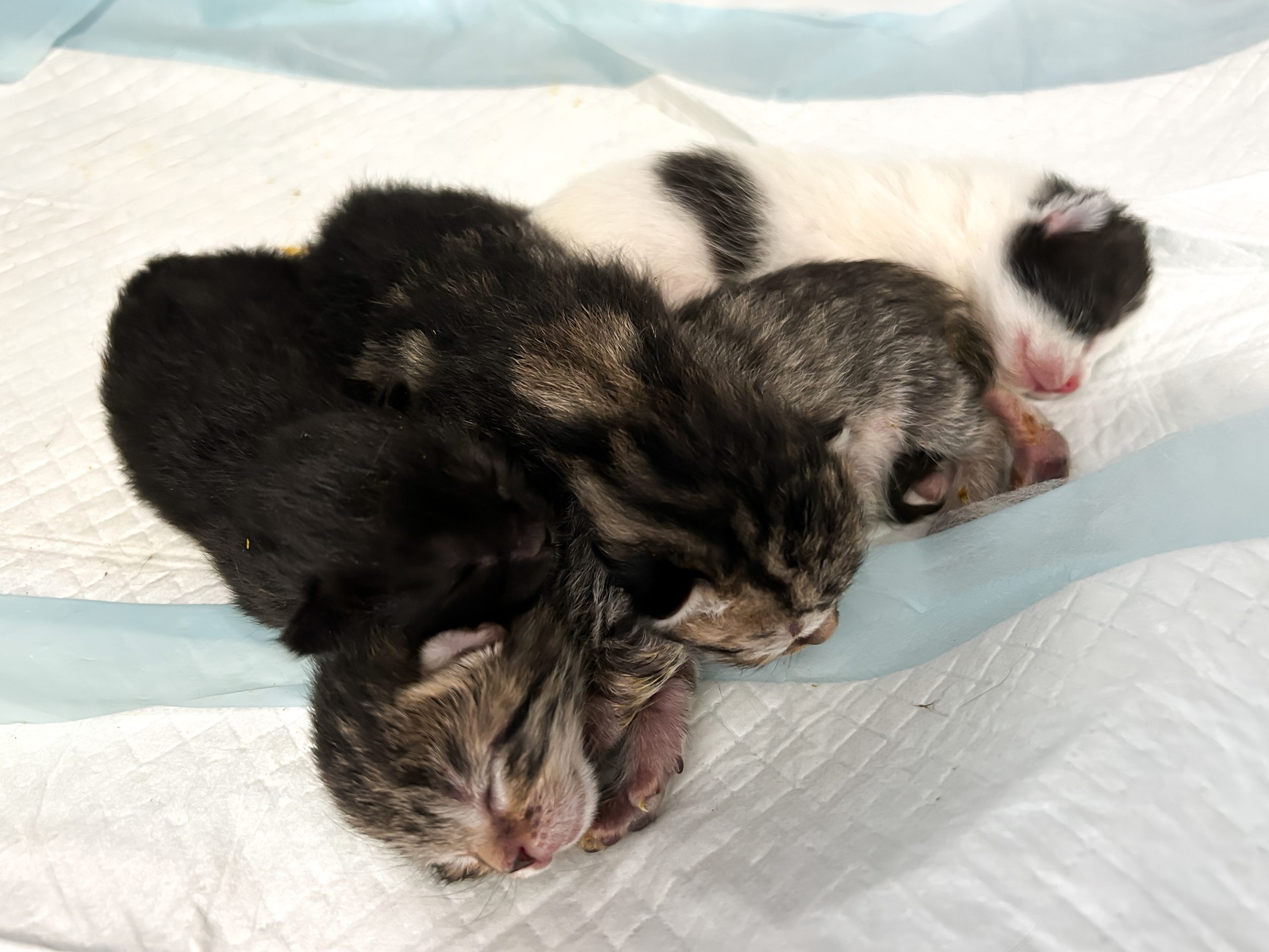 Four newborn kittens cuddled together on a soft white blanket, including black, tabby, gray, and white kittens with their eyes still closed.
